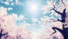 天空 阳光 樱花 美景 樱花烂漫