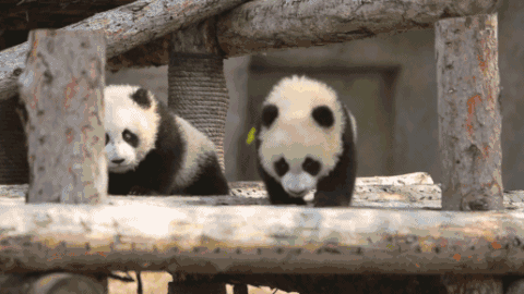 熊猫 国宝 爬行 可爱