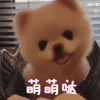 博美犬 卖萌 萌萌哒