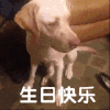 生日快乐 小狗 蛋糕 搞笑