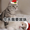 萌宠 猫咪 猫 喵星人 今天我要放纵 搞怪