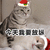 萌宠 猫咪 猫 喵星人 今天我要放纵 搞怪