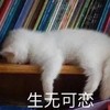 萌宠 猫星人 生无可恋 无奈 呆萌 可爱