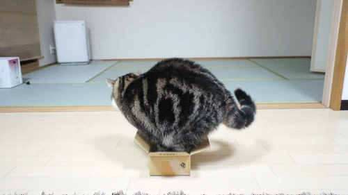 丸 maru 纸盒 猫 蜷缩