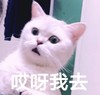 萌宠 喵星人 哎呀我去 什么情况 憨憨 搞怪