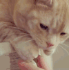 喵星人 萌宠 可爱 猫咪