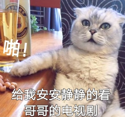 萌宠 喵星人 猫咪 饭圈 迷妹