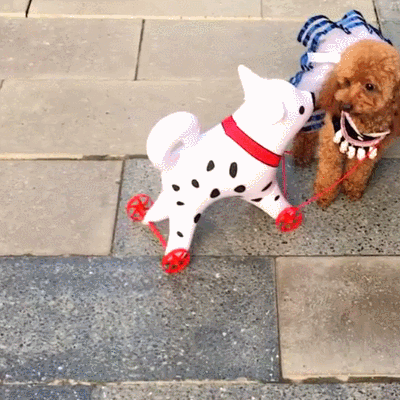 二哈 狗狗 汪星人 萌宠 可爱