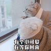 萌宠 喵星人 你的小可爱在等你回来 等你 呆萌 可爱