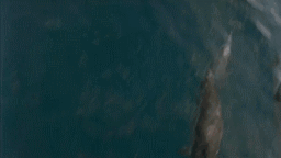 泰坦尼克号 Titanic 海洋 海豚 浪花