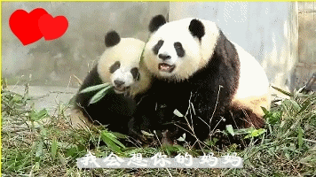 熊猫 恋爱 吃竹子 萌萌