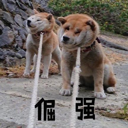 萌宠 汪星人 柴犬 文字表情包 逗