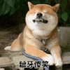 萌宠 汪星人 龇牙傻笑 搞怪 逗