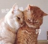 萌宠 猫星人 别生气了嘛 哼 呆萌 可爱