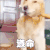 遵命 狗 拿刀