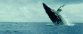 鲸鱼 海洋 壮观 翻滚