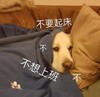 萌宠 猫星人 不想上班 不想起床 呆萌 可爱