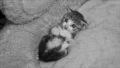 可爱 萌宠 猫咪 躺着真舒服