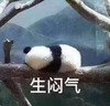 萌宠 熊猫 生闷气 生气 呆萌 可爱