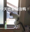 萌宠 猫星人 今天也要加油鸭 开心 呆萌 可爱