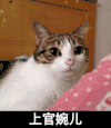 猫咪 咬人 可爱 上官婉儿
