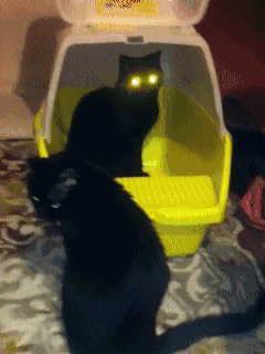 猫咪 眼光 吓人 绿色
