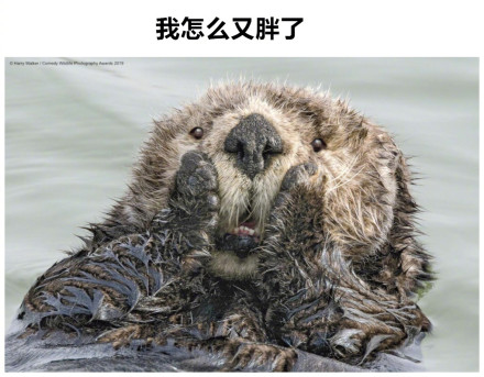 奇葩 搞怪 摄影 野生动物 文字表情包