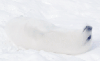 海豹 白 雪地 萌 可爱 治愈