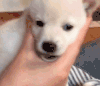 柴犬  小狗   呆萌