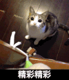 精彩精彩 猫咪 眼神 渴望