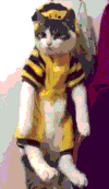 喵星人 萌宠 猫咪 猫