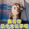 猫 萌宠 喵星人 我看你是个大傻子吧 soogif soogif出品