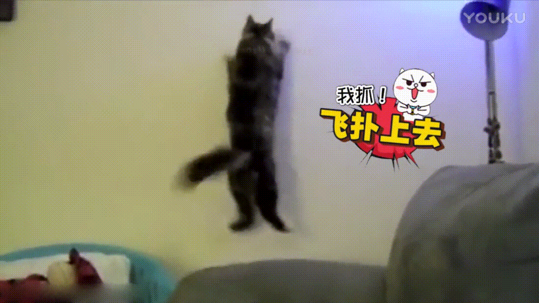 飞扑上去 猫咪 撞墙 沙发