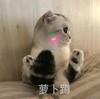 萌宠 喵星人 萝卜蹲 害羞 呆萌 可爱