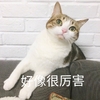 萌宠 猫星人 好像很厉害 羡慕 呆萌 可爱