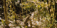 吃 灵长类动物 狐猴 纪录片 吃笋子