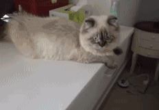 猫 卖萌 萌宠 可爱