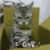 我不在 不在家 猫咪