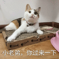 小老弟 猫 过来