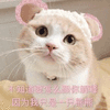 沙雕猫 猫咪 猫 可爱猫 猫表情包 猫咪表情包 小猫