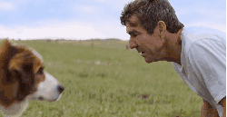 一条狗的使命 主人 动物 嗅 感动 狗 电影 预告片 鼻子 大型犬