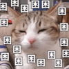 萌宠 猫星人 困 睡觉 呆萌 可爱