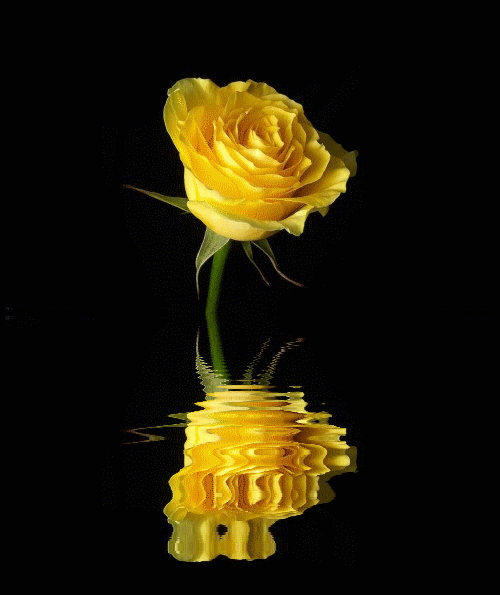 黄色 倒影 水波纹 玫瑰