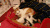 玩耍 猫咪 踢开 搞笑