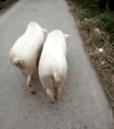 猪猪 逛街 扭臀 神同步