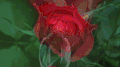 红玫瑰 大自然 风景 漂亮