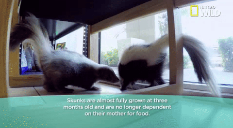 臭鼬 skunk 觅食 动物