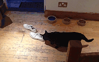 猫咪 谢子 弹跳 旧地板