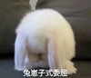 萌宠 小兔子 委屈 难受 呆萌 可爱