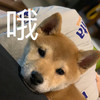 萌宠 汪星人 哦 我知道了 搞怪 逗